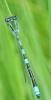 Coenagrion scitulum